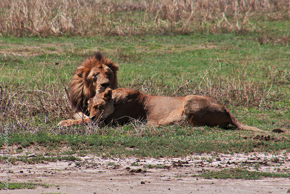 Obraz premium Ngorongoro, Safari, Tanzania