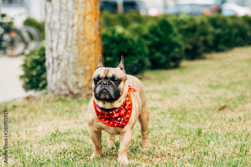 Fototapeta Naklejka Na Ścianę i Meble -  cute french bulldog wearing red scarf standing on green grass