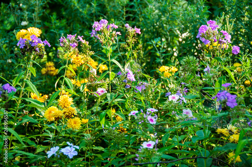 Fototapeta Naklejka Na Ścianę i Meble -  bright field flowers on green grass, juicy summer background