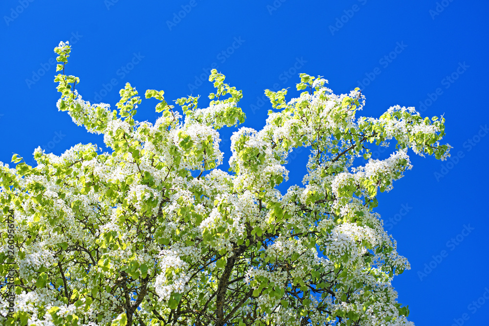 Flowers of the cherry blossoms on a spring day Flowers of the cherry blossoms on a spring day