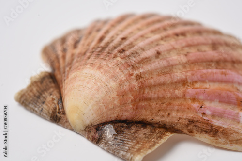 scallop shell in closeup on white background