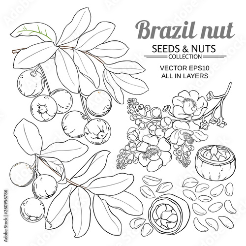brazil nut vector set