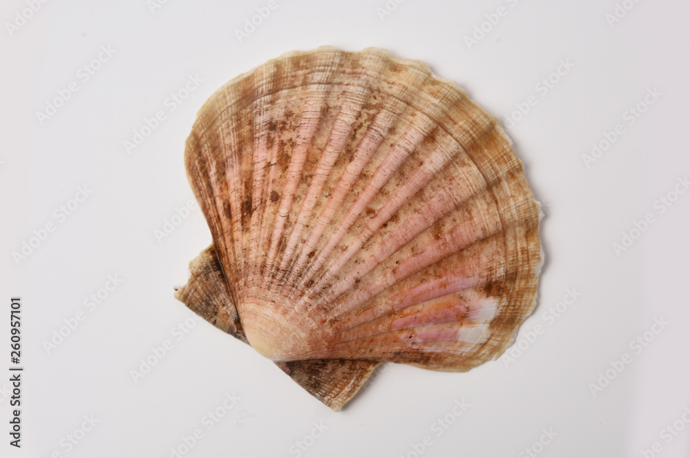 scallop shell in closeup on white background scallop shell in closeup on white background