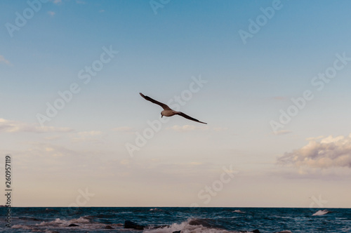 Photo of a single gull flying above sea