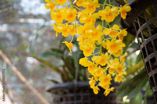 Yellow Honey fragrant orchid,Dendrobium lindleyi Steud or Aung Phung. photo