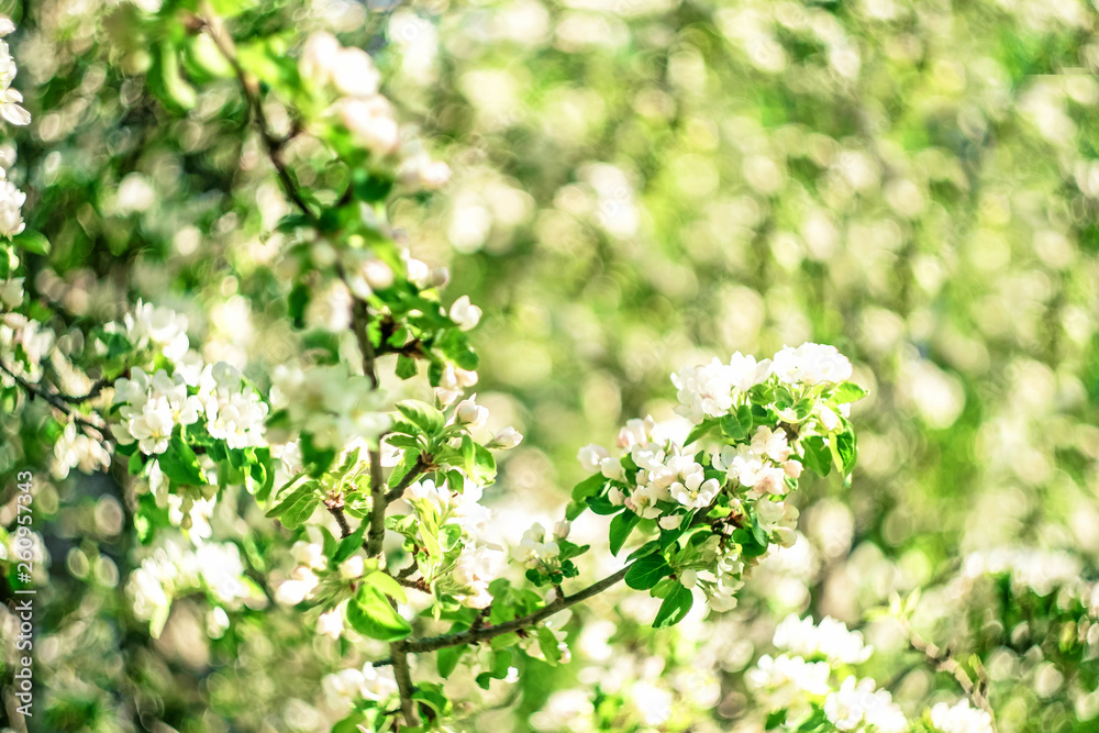 Flowers of the apple blossoms on a spring day Flowers of the apple blossoms on a spring day