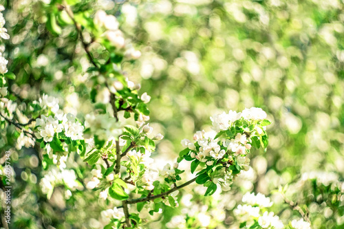 Flowers of the apple blossoms on a spring day