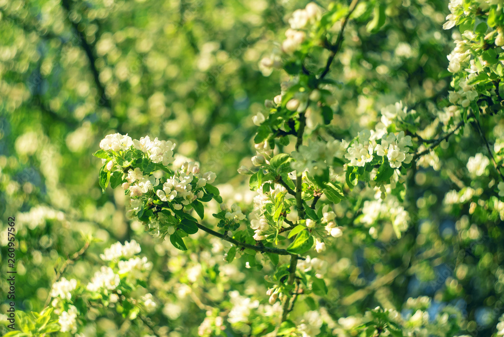 Flowers of the apple blossoms on a spring day Flowers of the apple blossoms on a spring day