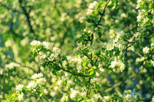 Flowers of the apple blossoms on a spring day