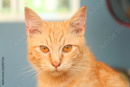 cat with yellow eyes.