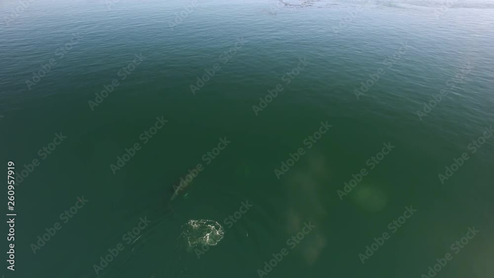 Aerial/Pan Down: Whales Swimming And Spraying In Green Ocean in Mackenzie Sound, British Columbia Aerial/Pan Down: Whales Swimming And Spraying In Green Ocean in Mackenzie Sound, British Columbia