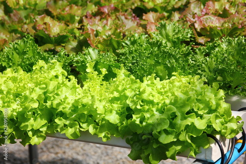 hydroponic vegetables farm,green vegetable on hydroponics tray set