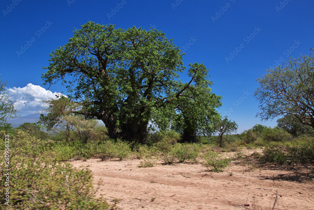 Baobab, Tanzania