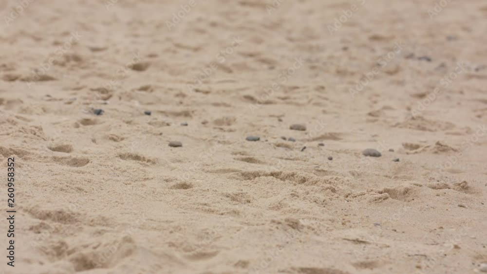 Medium shot of the beach sand with some ants and mosquitoes at a warm day Medium shot of the beach sand with some ants and mosquitoes at a warm day
