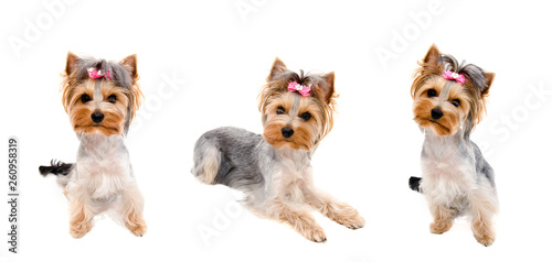 Collection of photos beautiful funny puppy yorkshire terrier with bow isolated on a white