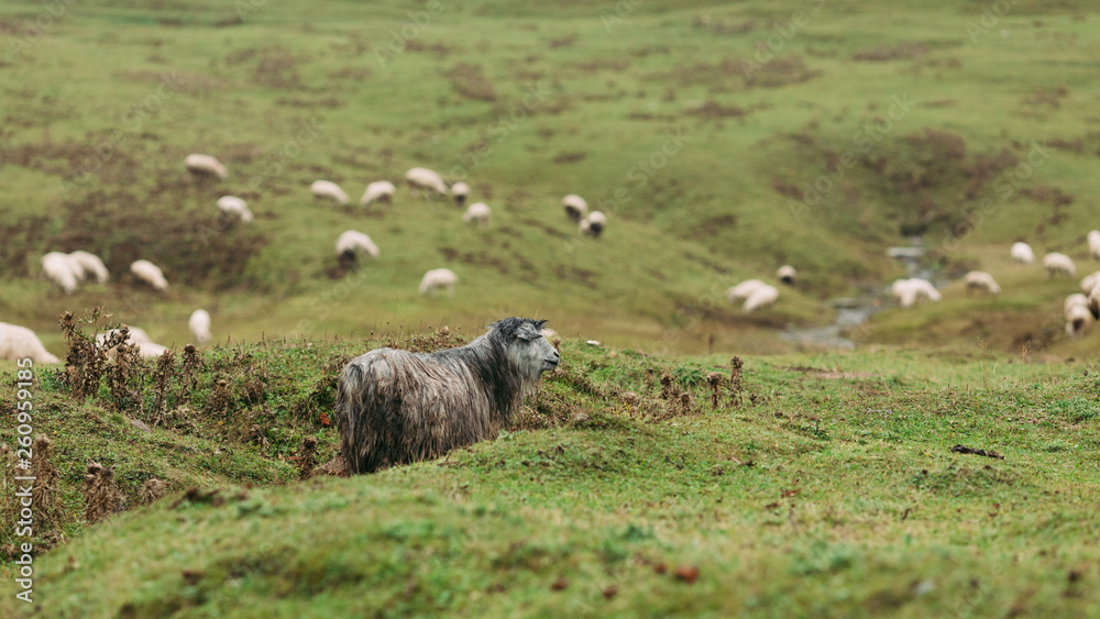 herd of sheep grazing on green meadows in the mountains of the Caucasus