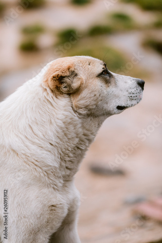 the sad white dog in the nature