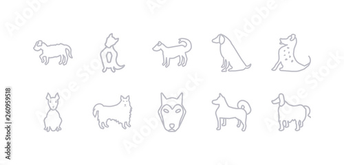 simple gray 10 vector icons set such as afghan hound dog, akita dog, alaskan klee kai dog, american eskimo american hairless terrier american leopard hound water spaniel editable vector icon pack
