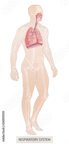 Human system. Human body parts. Man anatomy. Hand drown vector sketch illustration isolated