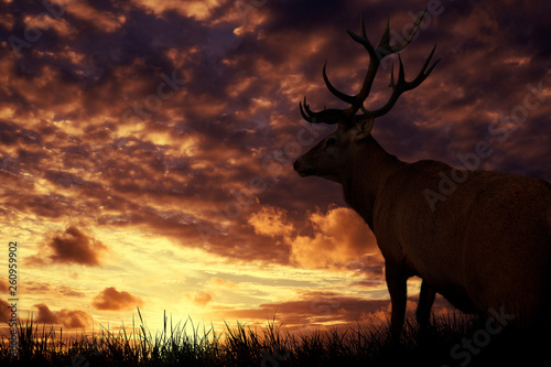 deer on sunset