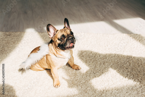 Fototapeta Naklejka Na Ścianę i Meble -  adorable french bulldog in white angel wings sitting on carpet at home