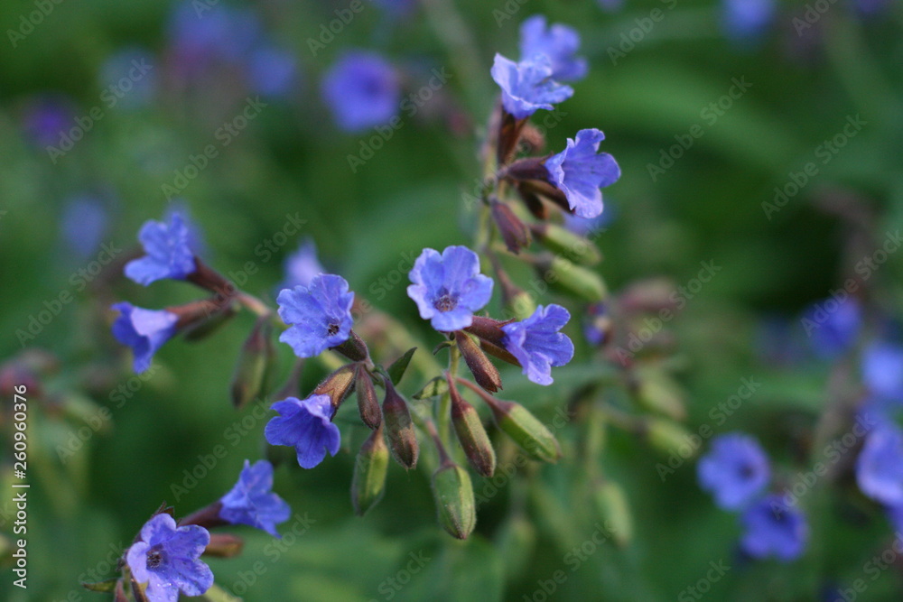 Blue blossom flowers with green background. Blue blossom flowers with green background.