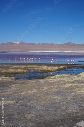 Fototapeta Naklejka Na Ścianę i Meble -  Laguna Colorada - Sud Lipez - Bolivia