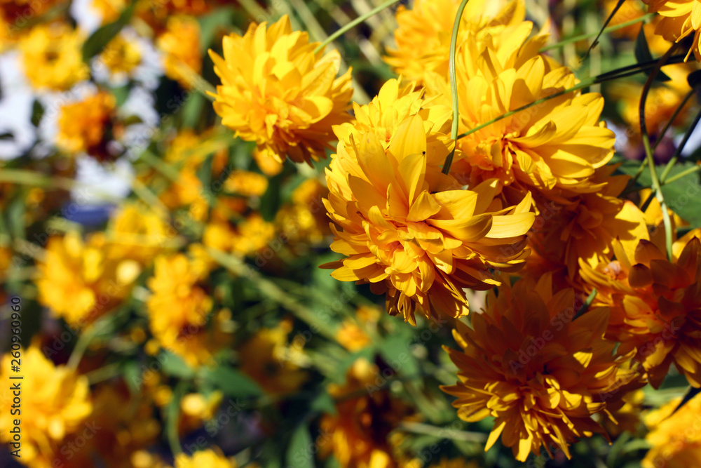 Yellow flowers background at sunset light Yellow flowers background at sunset light