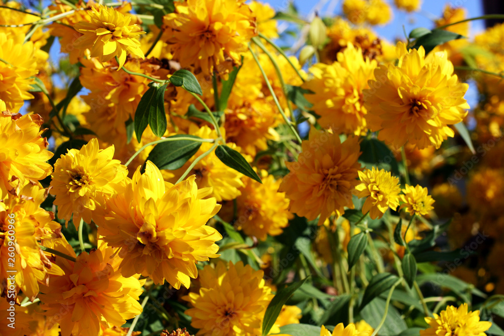 Yellow flowers background at sunset light