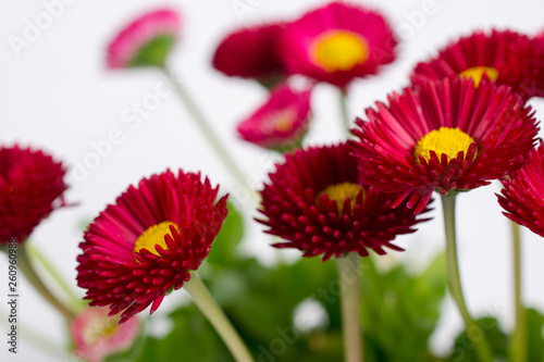 Closeup of pink spring  delicate small  bellis daisy flower