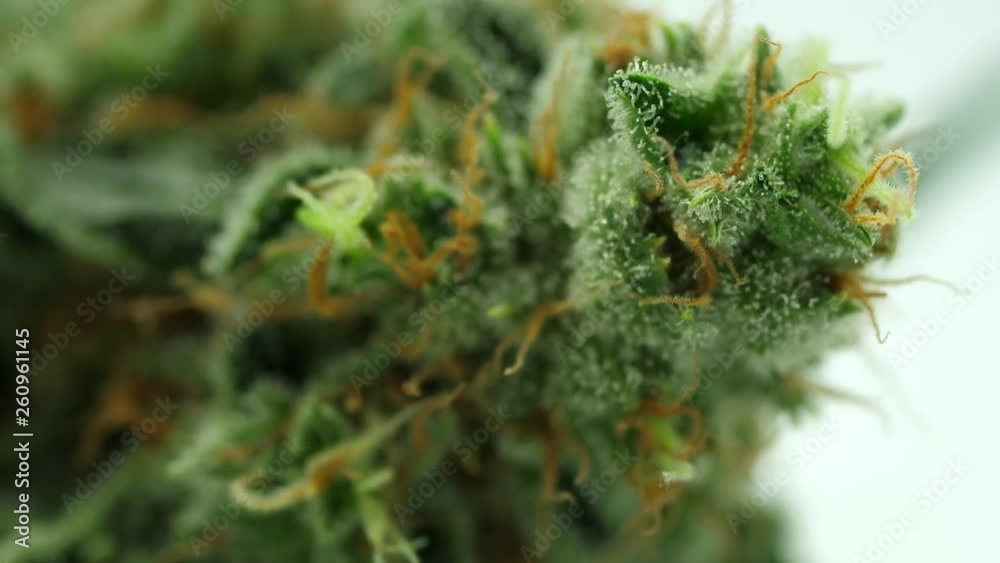 Cannabis, Marijuana, Hanf, Weed, Blüten Nahaufnahme Cannabis, Marijuana, Hanf, Weed, Blüten Nahaufnahme