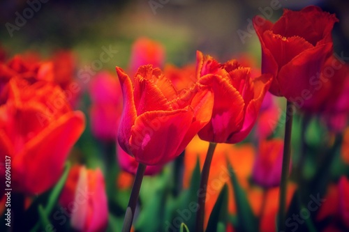 Fototapeta Naklejka Na Ścianę i Meble -  tulip
