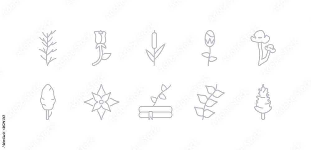 simple gray 10 vector icons set such as pine, pinnate, plant growing on book, poinsettia, poplar, poppy, protea. editable vector icon pack simple gray 10 vector icons set such as pine, pinnate, plant growing on book, poinsettia, poplar, poppy, protea. editable vector icon pack