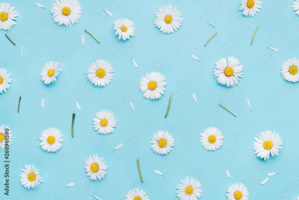 Naklejka Flowers composition. Pattern made of chamomiles, petals on pastel blue background. Spring, summer concept. Flat lay, top view, copy space