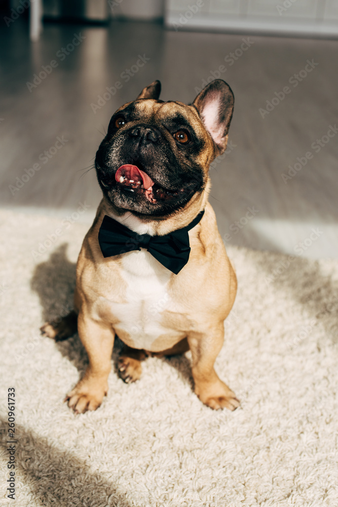 sunlight on adorable french bulldog in black bow tie sitting at home Stock Photo Adobe Stock