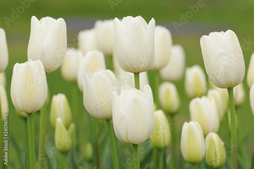 White tulips in garden