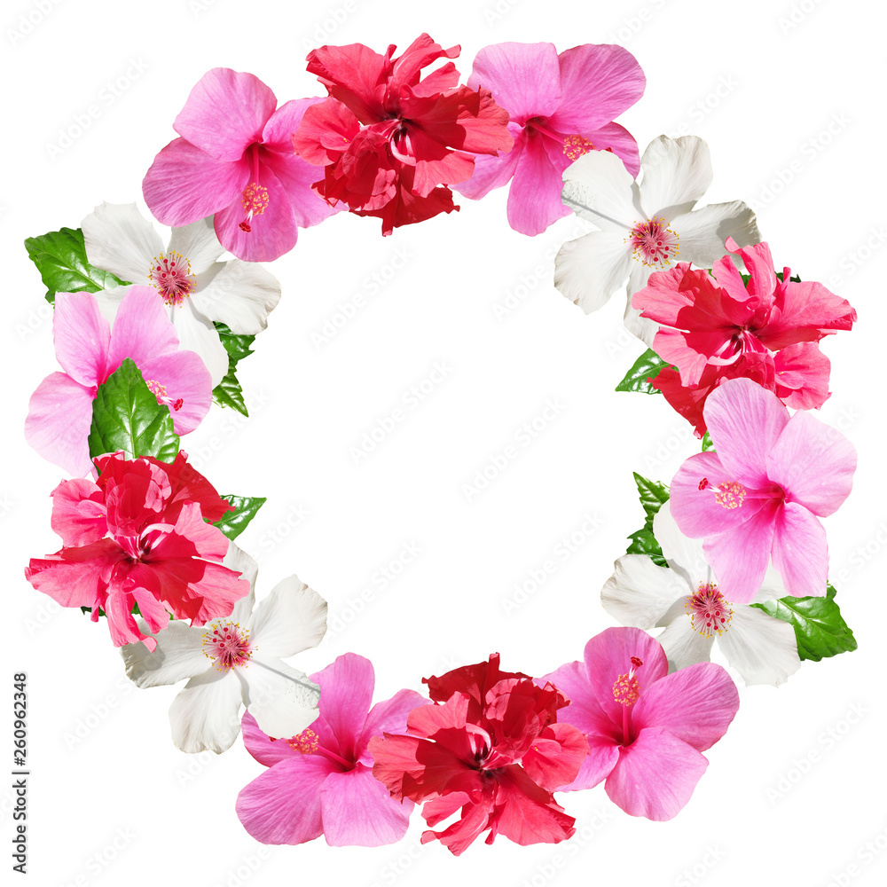 Beautiful flower circle from hibiscus. Isolated 