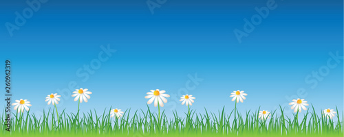 summer meadow with white daisy flowers banner with copy space vector illustration EPS10