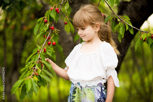 happy little girl play near cherry tree in summer garden. Kid picking cherry on fruit farm. Child pick cherries in summer orchard.