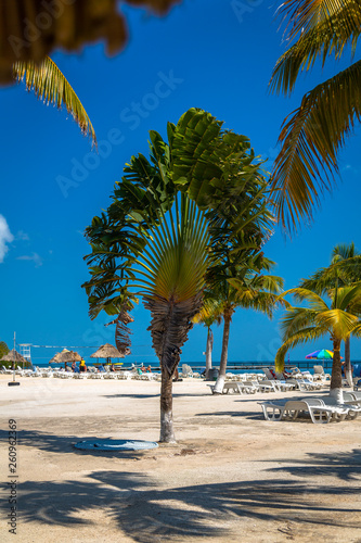 Palm trees and chairs in Belize. Small tropical island at Barrier Reef with paradise beach, known for diving, snorkeling and relaxing in the beach. Caribbean Sea, Belize, Central America. © Paulo