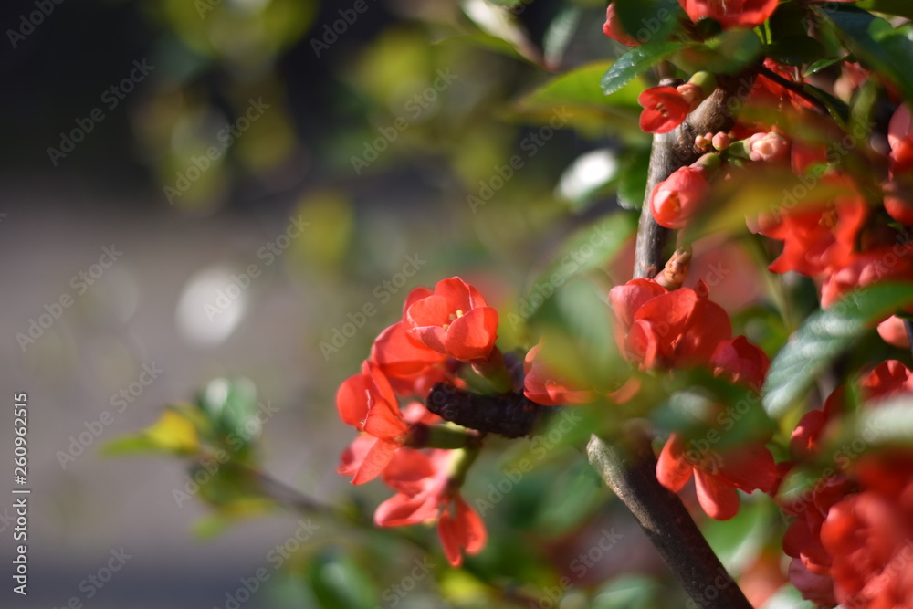 Fototapeta premium Japanische Zierquitte (Chaenomeles japonica)