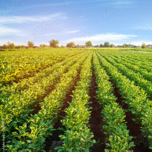 potato plantations grow in the field. vegetable rows. farming  agriculture. Landscape with agricultural land. crops