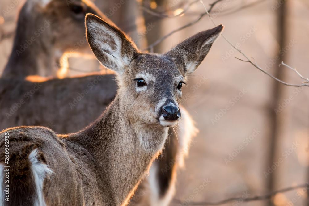 White Tailed Deer, Odocoileus virginianus, foraging in beautiful light at dusk