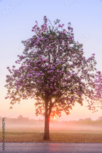 Pink trumpet tree row with Mist in sunrise time   Pink trumpet with sunrise
