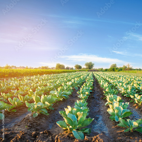 cabbage plantations grow in the field. vegetable rows. farming, agriculture. Landscape with agricultural land. crops