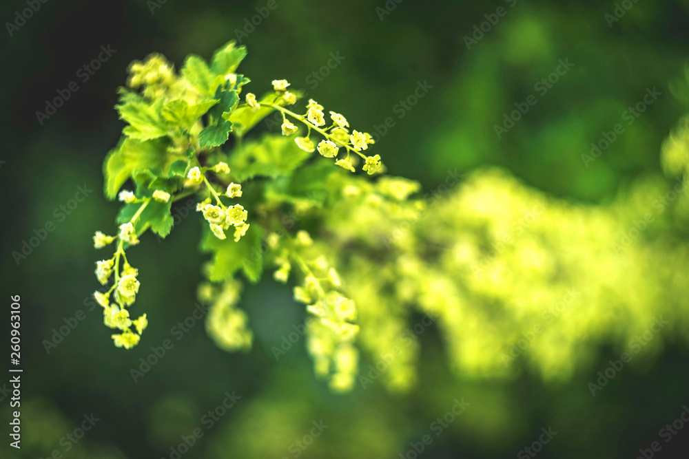 flowering bush of red currant with green leaves in the garden flowering bush of red currant with green leaves in the garden