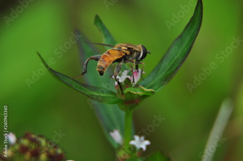 bee on nature background © adha