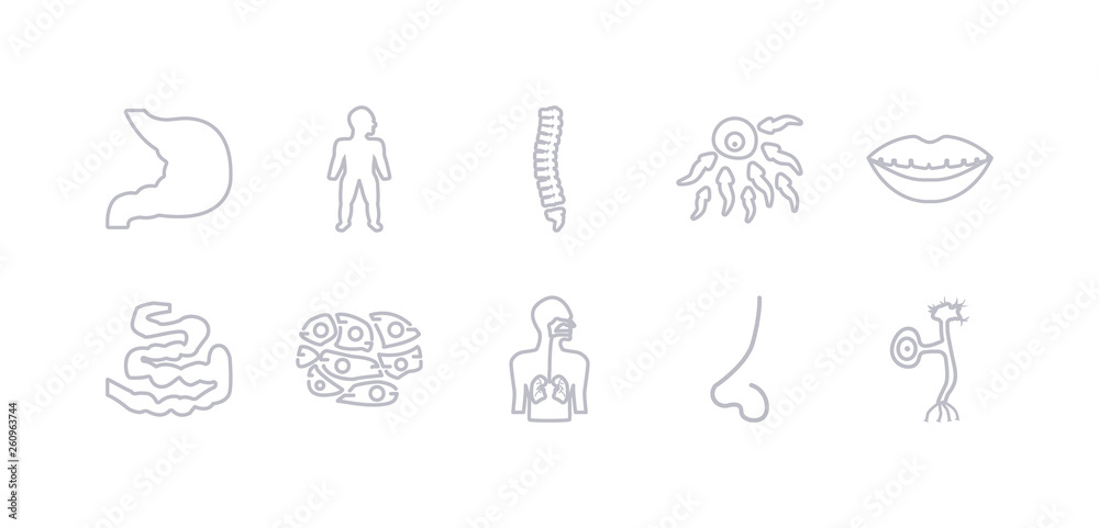 simple gray 10 vector icons set such as neuron, nose side view, respiratory system, skin cells, small intestine, smiling mouth showing teeth, sperms. editable vector icon pack simple gray 10 vector icons set such as neuron, nose side view, respiratory system, skin cells, small intestine, smiling mouth showing teeth, sperms. editable vector icon pack