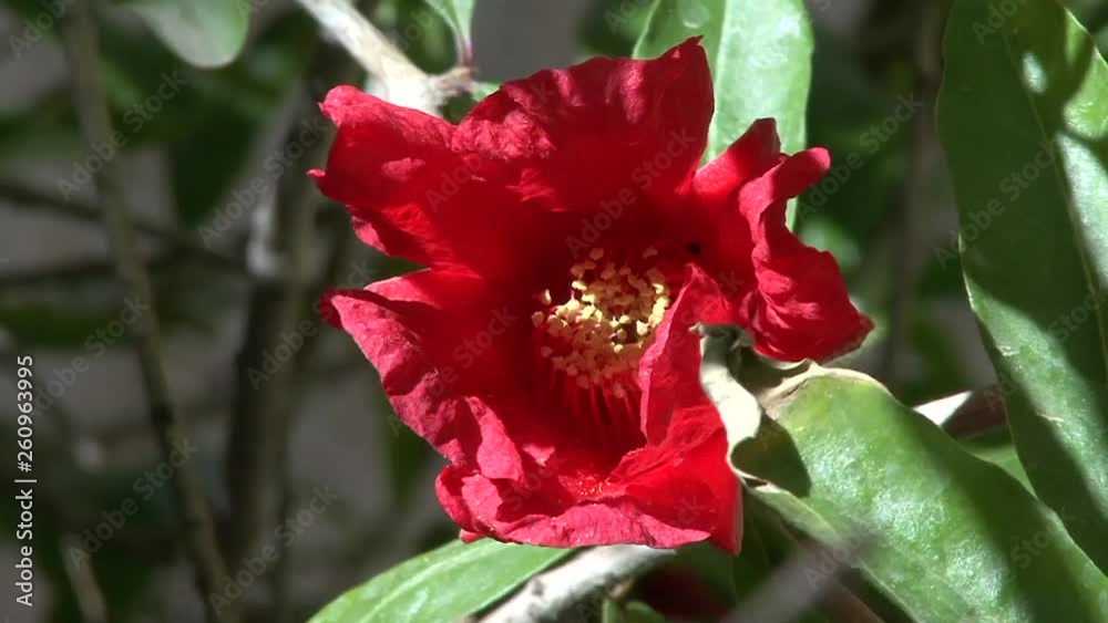 Beautiful red flower of the garnet flower pomegranate (Красивый красный цветок граната) Beautiful red flower of the garnet flower pomegranate (Красивый красный цветок граната)