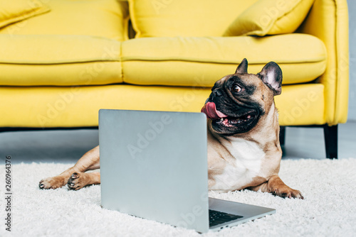 Obraz na plátně cute french bulldog showing tongue while lying on carpet near laptop